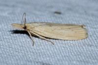 Ematheudes punctella