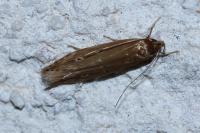 Limnaecia phragmitella