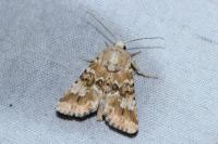 Eremobia ochroleuca