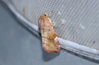 Cosmia affinis