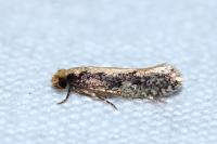 Monopis crocicapitella