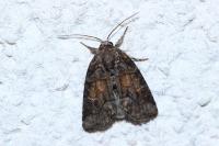 Bryophila ravula