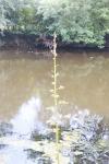 Cucullia scrophulariae