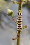 Cucullia scrophulariae