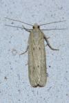 Ematheudes punctella