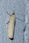 Ematheudes punctella