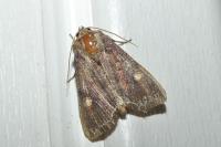 Lacanobia oleracea