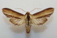 Cucullia verbasci