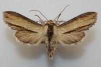 Cucullia scrophulariae