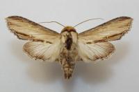 Cucullia lychnitis