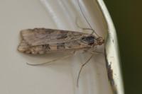 Nomophila noctuella