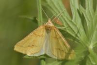 Aspitates ochrearia