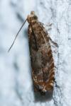 Epinotia abbreviana