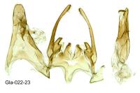 Scrobipalpa salinella