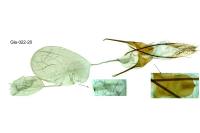 Anacampsis populella