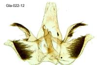 Infurcitinea captans