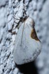 Cilix hispanica