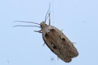 Agonopterix yeatiana