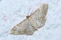 Idaea fuscovenosa