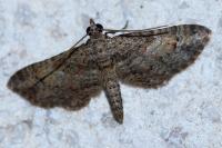 Gymnoscelis rufifasciata