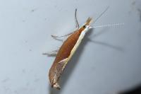 Ypsolopha dentella