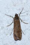 Nomophila noctuella