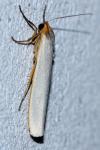 Eilema caniola