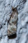 Cochylis molliculana
