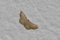 Idaea fuscovenosa