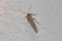 Eilema caniola