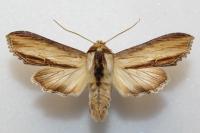 Cucullia scrophulariae