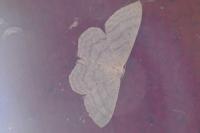 Cabera exanthemata