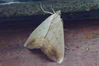 Evergestis extimalis