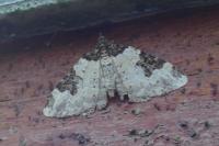 Xanthorhoe fluctuata