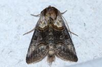 Abrostola asclepiadis