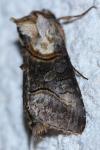 Abrostola asclepiadis