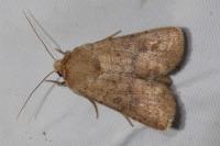 Hoplodrina octogenaria