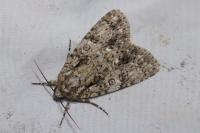 Acronicta rumicis