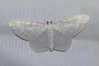 Asthena albulata