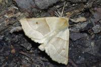 Crocallis elinguaria