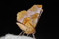 Selenia tetralunaria
