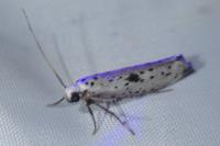 Yponomeuta plumbella