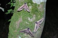 Sphinx ligustri