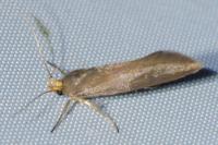 Crassa unitella