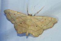 Idaea emarginata