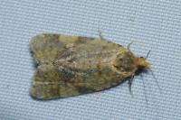 Epagoge grotiana