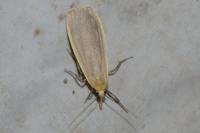 Katha depressa