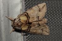 Drymonia velitaris