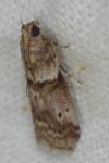 Acrobasis consociella
