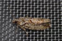 Zeiraphera isertana